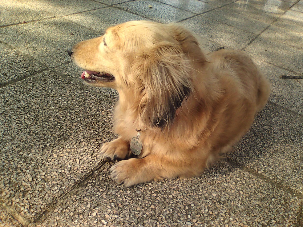 凛々しい横顔のミニチュアダックス 犬のチョコさん